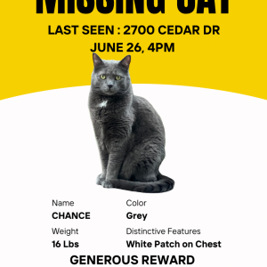 Lost Cat Chance