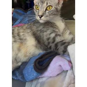 Image of Hazel, Lost Cat