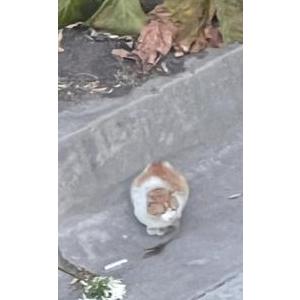 Found Cat unknown
