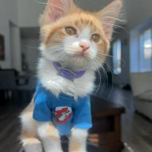 Lost Cat poppy
