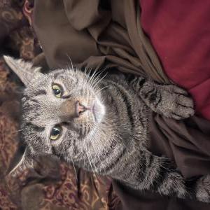 Image of Gremlin1, Lost Cat