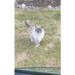 Lost Cat Blue