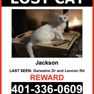 Image of Jackson, Lost Cat