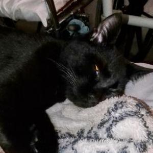 Lost Cat Punkin