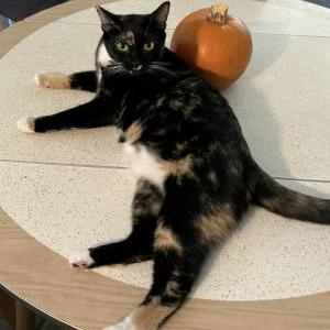 Image of Yaya, Lost Cat