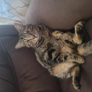 Image of Chikis, Lost Cat