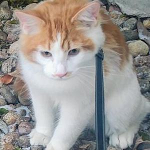 Lost Cat Cuzzo