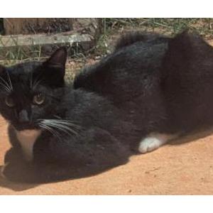 Found Cat Unknown