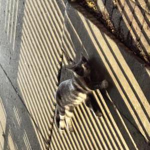 Image of unknown, Found Cat