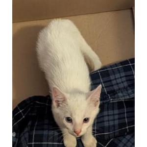 Found Cat Unknown