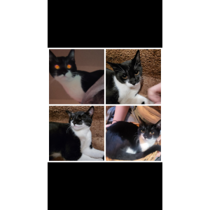 Image of KitKat, Lost Cat