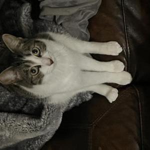 Lost Cat Fifi