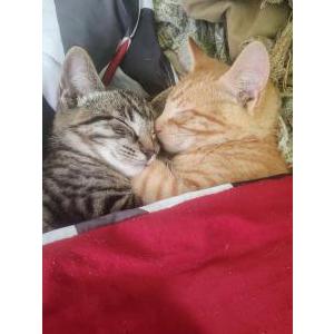 Image of Tigger and Scooby Do, Lost Cat