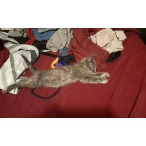 Lost Cat Smoky Shaundi