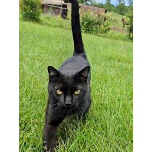 Lost Cat Houdini