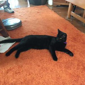 Image of Clark, Lost Cat