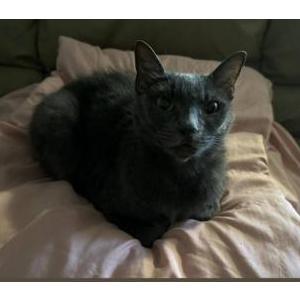 Lost Cat Elsa