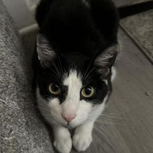 Lost Cat Danny
