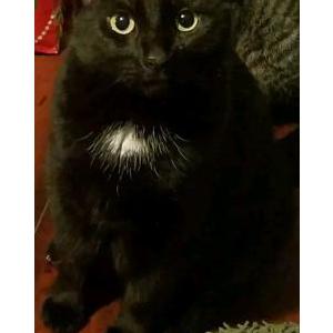 Lost Cat Spooky