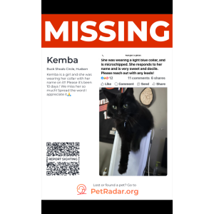 Image of Kemba, Lost Cat