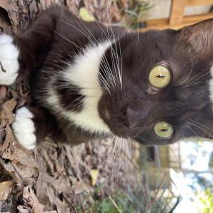 Image of Rasputin, Lost Cat