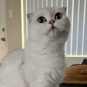 Image of Taco, Lost Cat