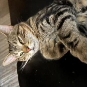 Lost Cat Finnegan