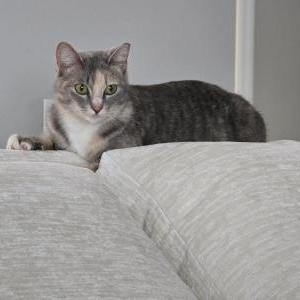 Image of Unknown, Found Cat