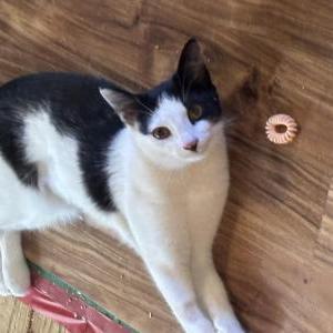 Image of Ansel, Lost Cat