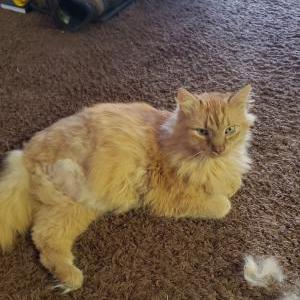 Image of Pumpkin, Lost Cat