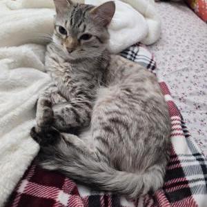 Lost Cat Snowbell