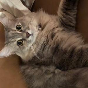 Lost Cat Rosie