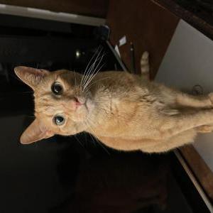Image of Liam, Lost Cat