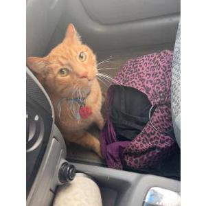 Image of Garfield, Lost Cat