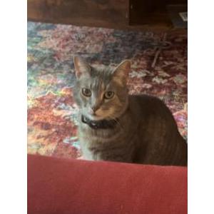 Lost Cat Sparta