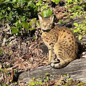 Image of Rex, Lost Cat