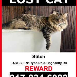 Image of Stitch, Lost Cat