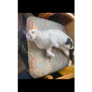 Lost Cat Leddy