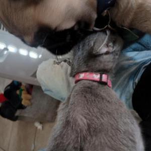 Image of Beatrix, Lost Cat
