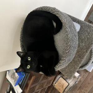 Lost Cat Zelda