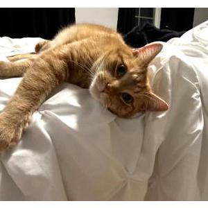 Lost Cat Milo