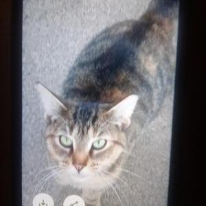 Lost Cat Scorch