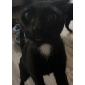 Image of Anita, Lost Cat