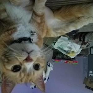 Lost Cat Tarzan