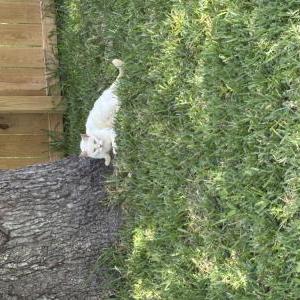 Image of Earl, Lost Cat