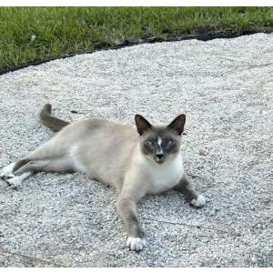 Image of Micky MacNeil, Lost Cat