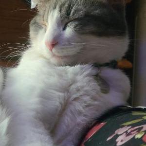 Lost Cat Sugar