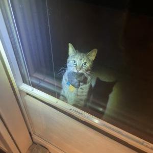 Lost Cat Scooty