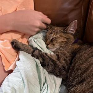 2nd Image of Scooty, Lost Cat