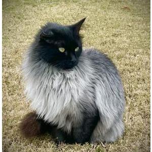 Lost Cat Smokie